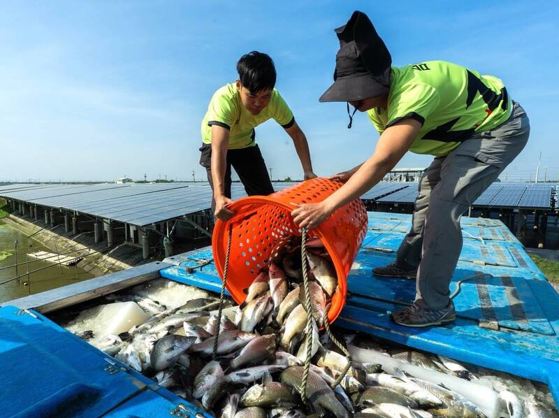 台泥綠能漁電共生案場 爭取嘉縣首座導入產銷履歷示範場域