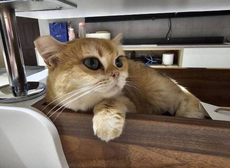 男子走私未檢疫品種貓 50萬存款遭查扣抵罰鍰