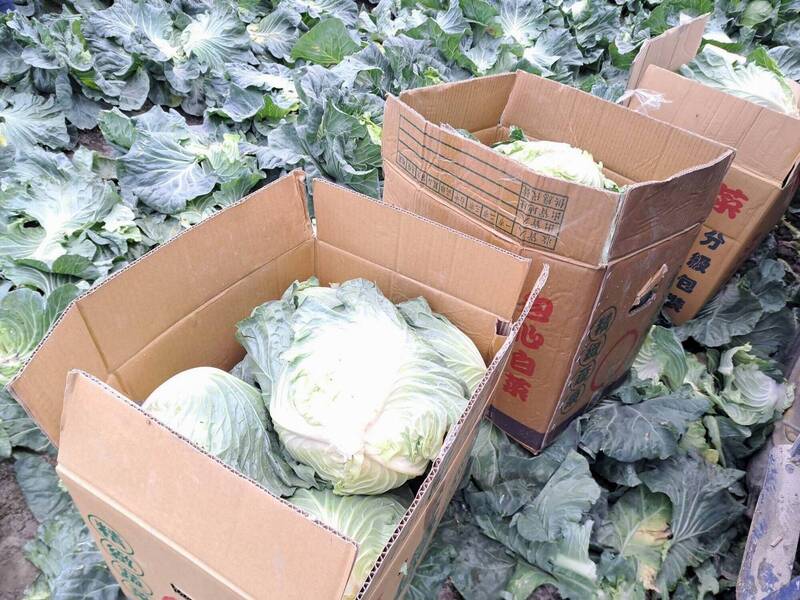 快下手！彰化伸港雪翠高麗菜3顆100便宜賣