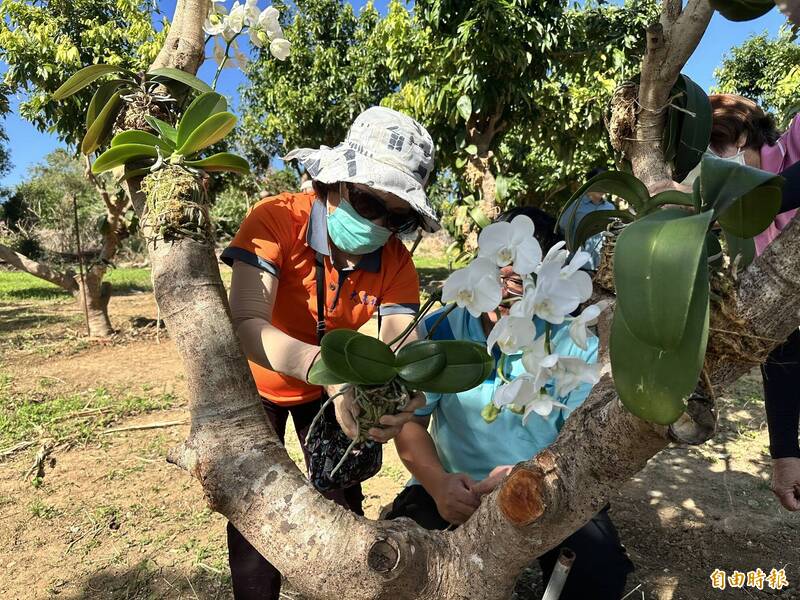 蝴蝶蘭王國再進化  產學跨界打造生態新亮點