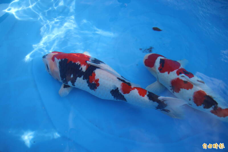 台灣錦鯉文化節暨國際品評會明登場 800隻出賽比美