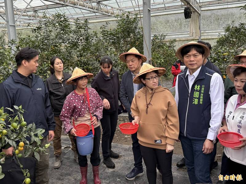 民進黨宜蘭縣長參選人林國漳（右2）陪同副總統蕭美琴採金柑。（記者王峻祺攝）