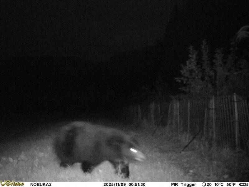 加州男家中驚見「黑熊房客」 野火後流離野生動物頻鑽民宅