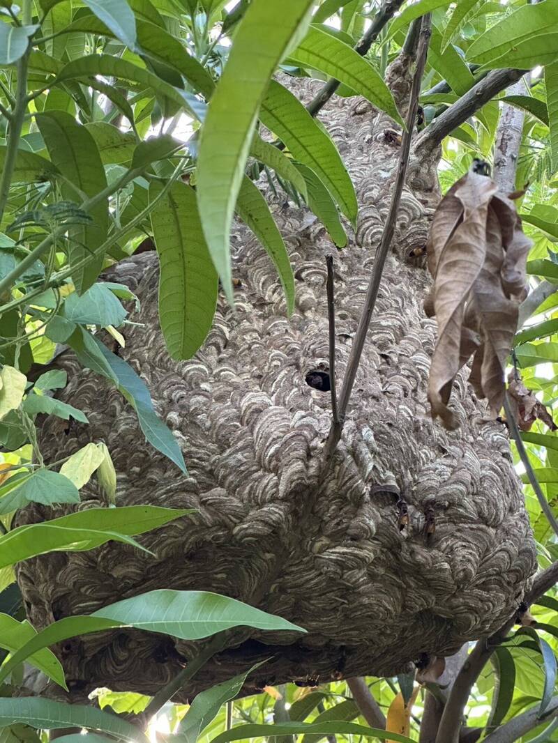 新竹縣婦人摘蜂巢 疑遭虎頭蜂叮咬不治