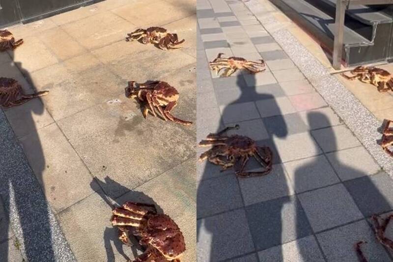 竹北人行道10隻帝王蟹趴趴走！網笑喊：已經富到這程度