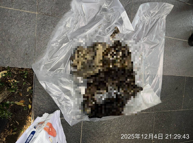 堅決否認虐死14貓 北市信義區女子：疏於照顧生病