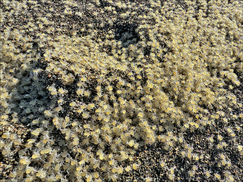 字紋弓蟹幼體爆量回溯 滿州港口溪現「蟹河」