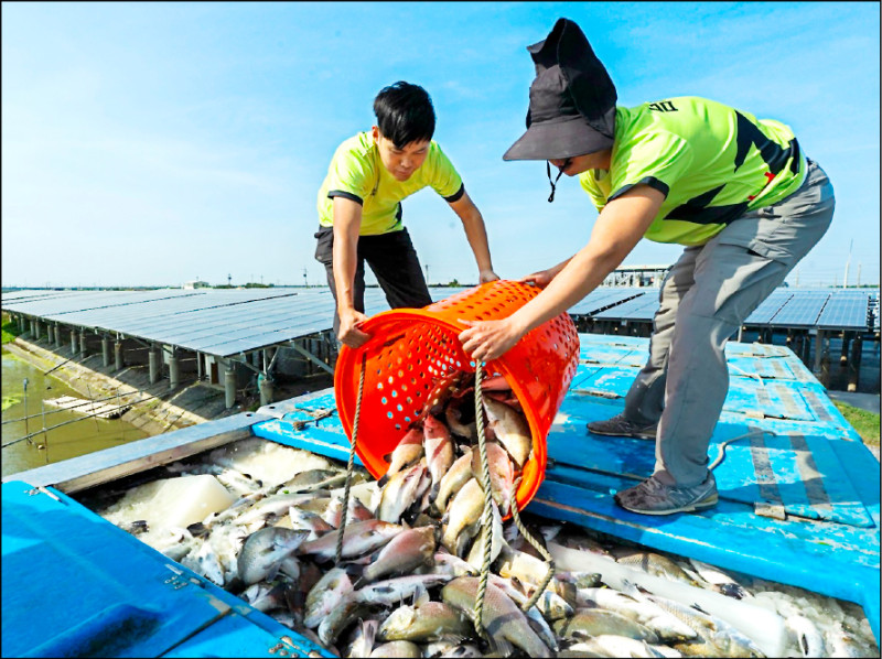 漁電共生 台泥綠能大豐收