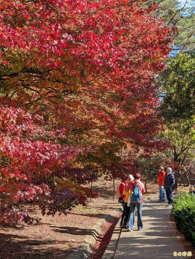 福壽山農場楓葉紅似火，進入最佳觀賞期。（記者張軒哲攝）