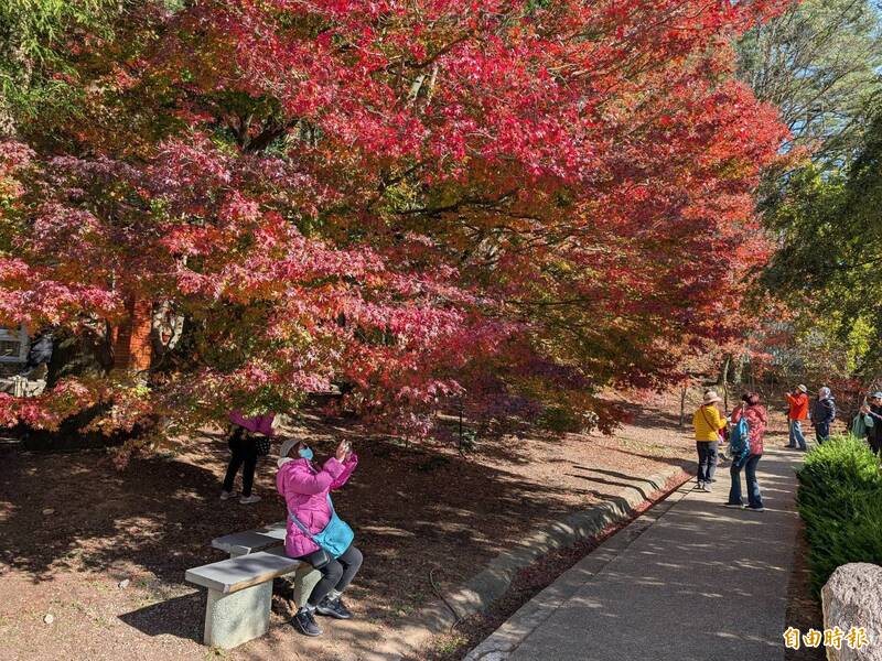 楓葉紅似火！福壽山、武陵楓紅進入最佳觀賞期