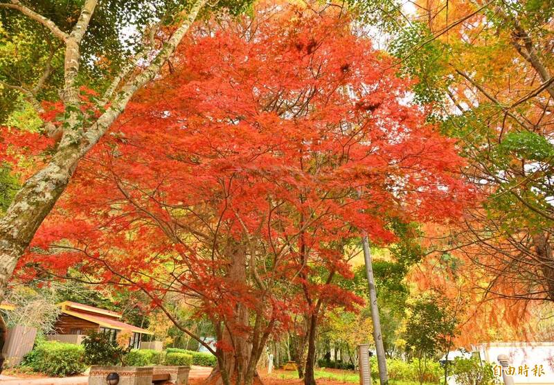 武陵農場楓紅飄飄，秋色繽紛。（記者張軒哲攝）
