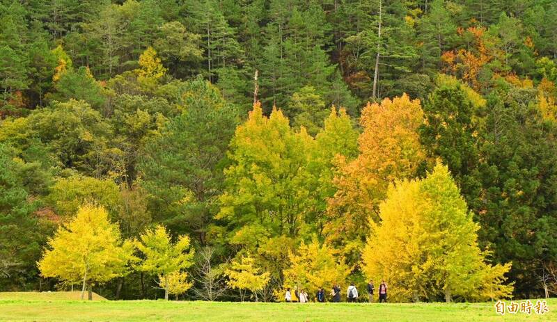 武陵農場金黃色銀杏綿延山谷，吸引遊客拍美照。（記者張軒哲攝）