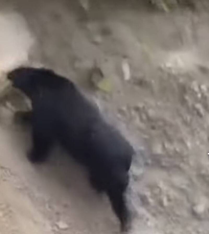 台灣黑熊出沒！南投南豐、翠華部落首次現蹤 鄰近茶園、露營區