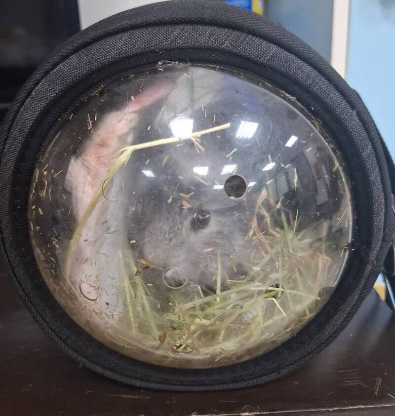 「還寵物鼠」誘殺18歲前女友 24歲鉛球冠軍全認罪仍延押2月