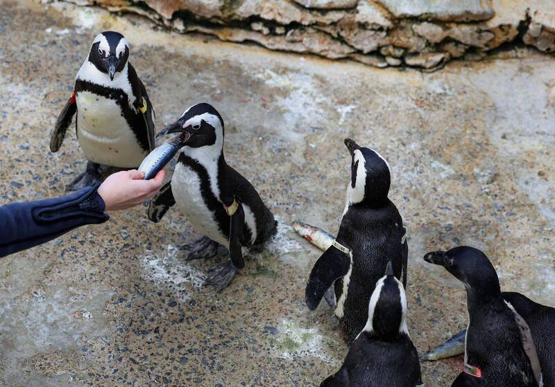 研究：沙丁魚數量銳減、過度捕撈 導致6萬隻非洲企鵝餓死