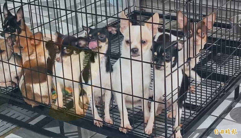 苗栗人人犬舍第二批156毛小孩認養破千人登記 這隻45人爭搶