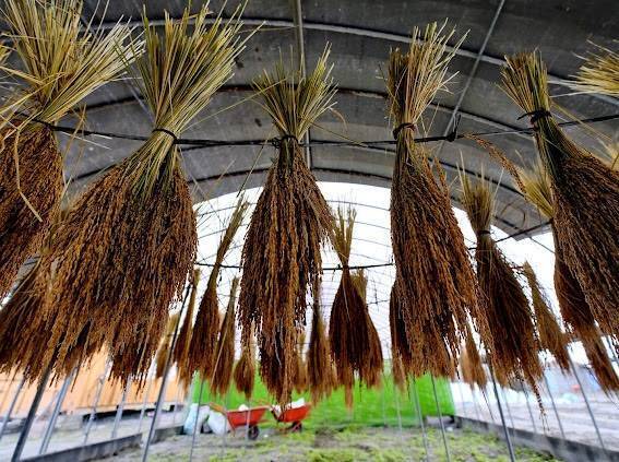 花蓮泥流毀復育原生旱稻 迷你小怪手助光復災區農場復原