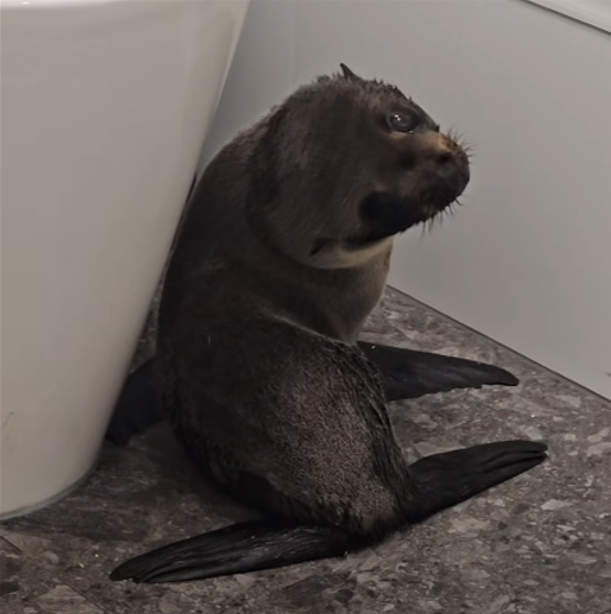 想來買醉?紐國小海豹闖入酒吧閒晃 顧客全看傻