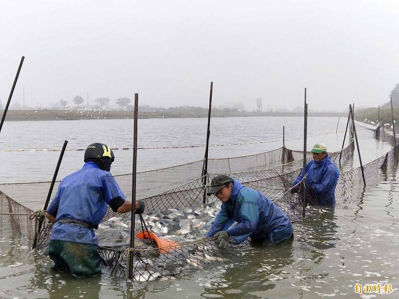 台灣鯛烏龍檢驗掀波 嘉義縣漁業科長張建成發文平反