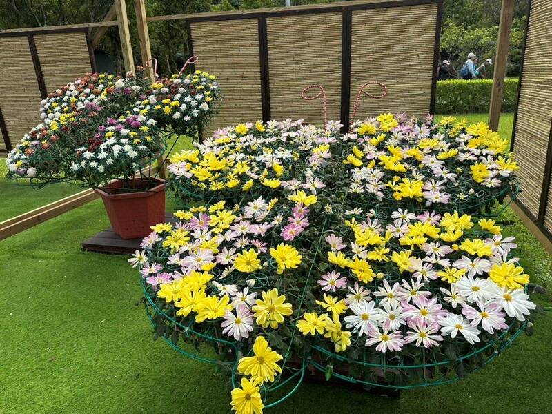 士林官邸菊展首週湧30萬遊客 「大立菊」秀園藝選育栽培軟實力