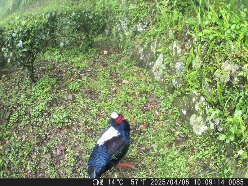 茶園推動有機農法 茶改場:生物多樣性為慣行農法2倍以上