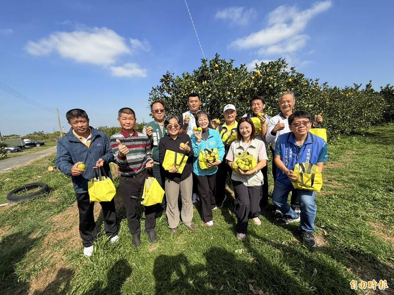 「冬天小太陽」減產仍品質佳！ 古坑柳丁節12/13、14登場