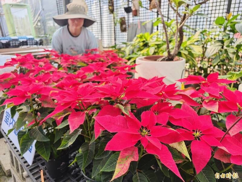聖誕紅暖冬減產 耐熱、多苞片品種將成市場主流