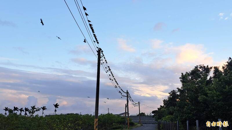 八哥泛濫連麻雀都難看到!台東議員促縣府正視外來種問題