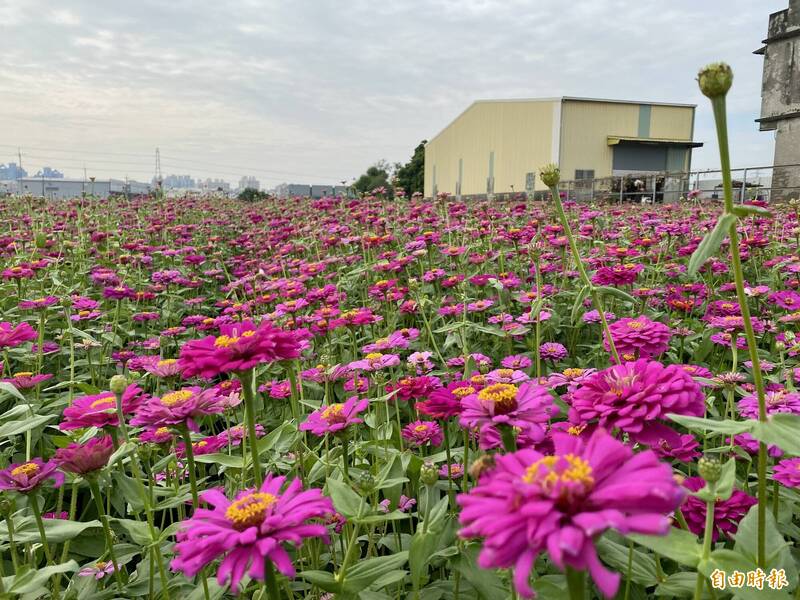 花田盛開 預告高雄大寮紅豆花田季即將登場