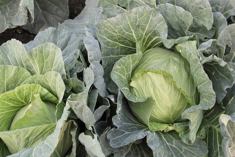 高麗菜量多價跌 農糧署︰寒流來襲可望拉抬需求