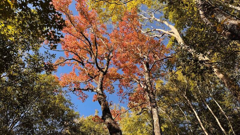 奧萬大秋冬換妝! 絕美橘紅系展萬種「楓」情