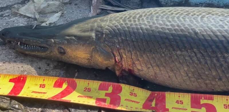 嘉義咖啡廳通緝鱷魚火箭「鱷雀鱔」 釣客吊起免費喝1個月咖啡