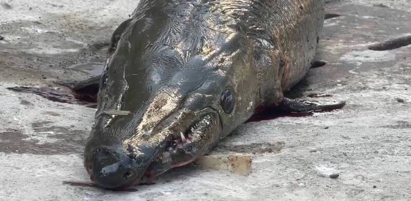 嘉義咖啡廳通緝鱷魚火箭「鱷雀鱔」 釣客吊起免費喝1個月咖啡 - 嘉義縣 - 自由時報電子報