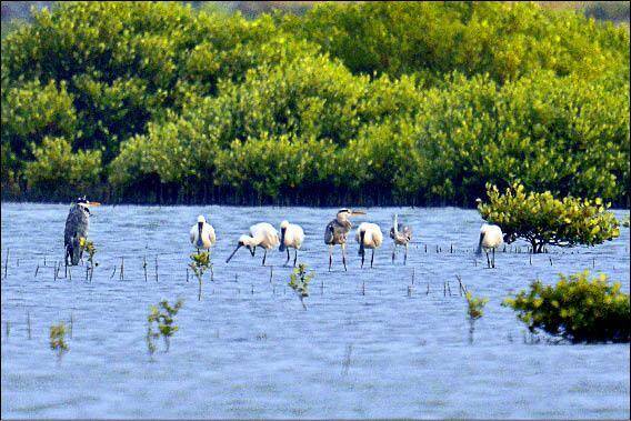 最快年底上路! 林保署預告保護區內亂餵動物「最高罰25萬」