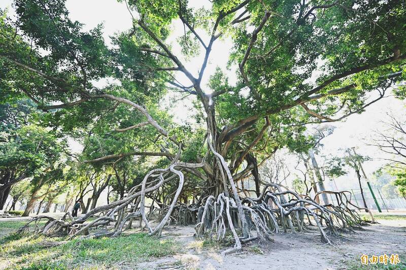 高雄「朴寶劍樹」在中央公園！ 百年老榕樹意外爆紅