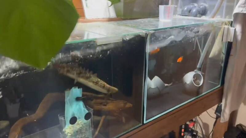 碰到地震鯰魚會暴動? 日網友PO影片:牠會換個地方睡覺