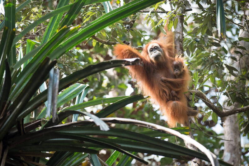 蘇門答臘棲地遭洪災摧毀 紅毛猩猩面臨生存危機