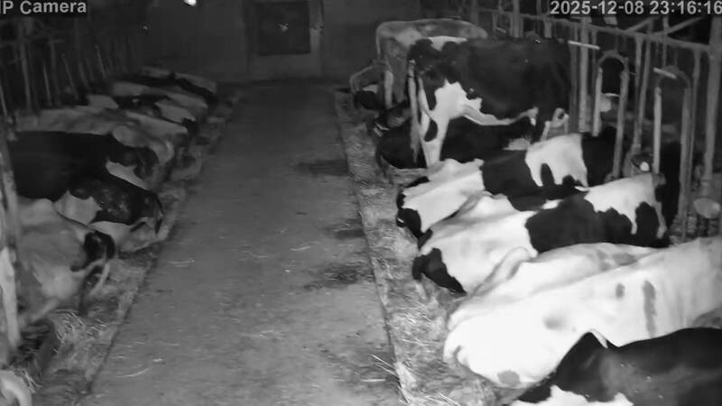 日本青森強震 北海道牧場乳牛「秒嚇醒警戒」