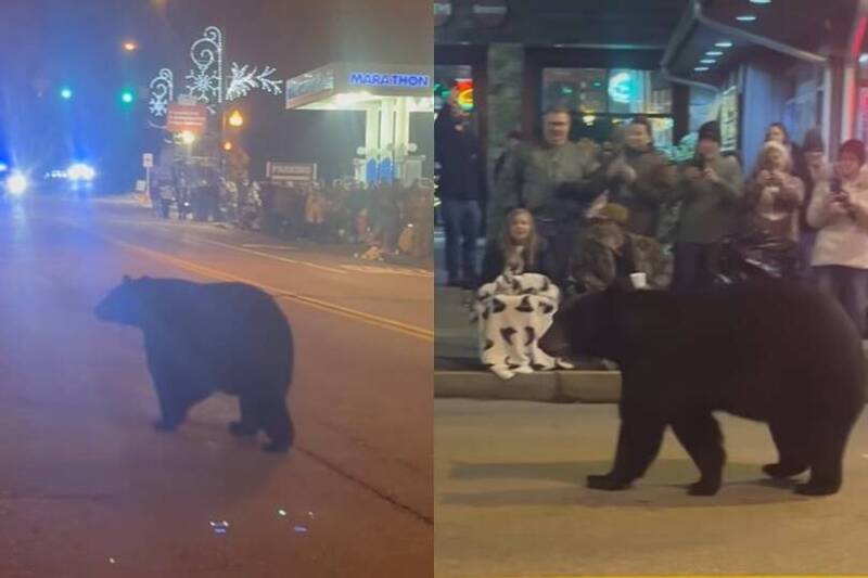 黑熊亂入美耶誕遊行當「麻豆」 專家籲:恐因太親人被安樂死