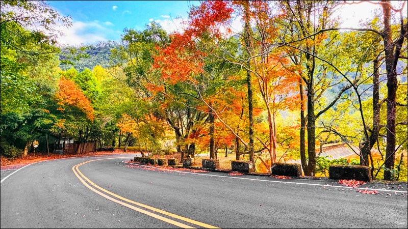 奧萬大換妝 楓樹轉紅6成