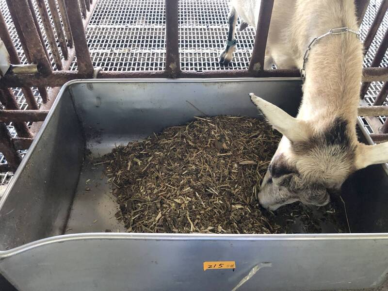 國產燕麥收成、品質不輸進口貨 畜試所推動冬季輪作