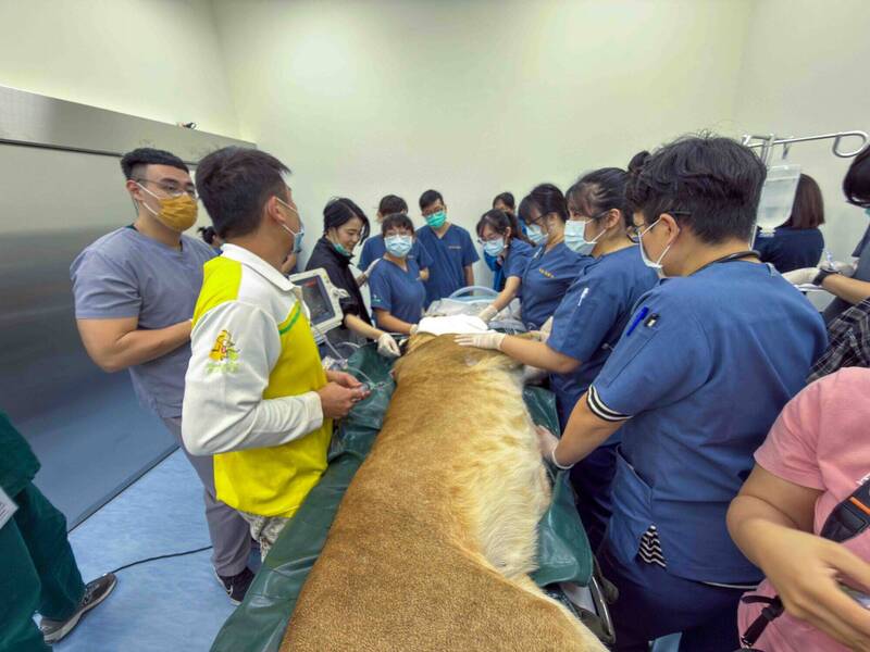 屏科大獸醫教學醫院全台最大承重床台 壽山110公斤母獅「布蕾」麻醉檢查