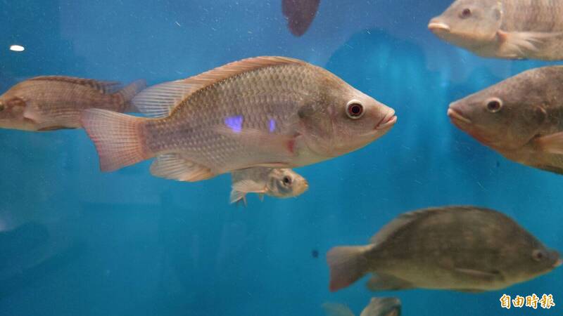 這是真的!吳郭魚AMIGO太空孵化創下科學新紀錄