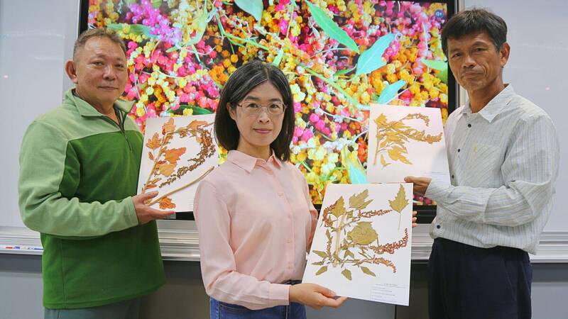 台灣藜獲未來糧食美名 中山大學建首套國際生長編碼