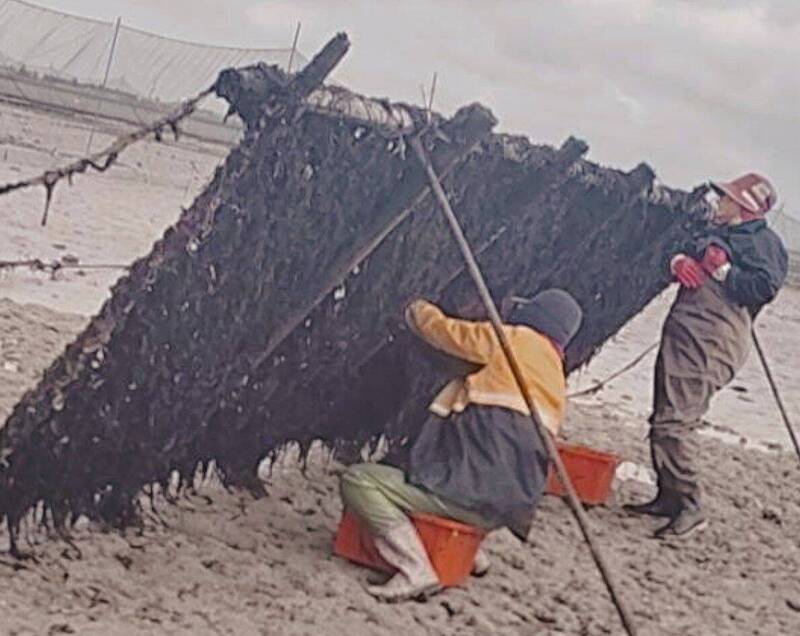 澎湖「黑金」講美養殖紫菜 率先豐收上市