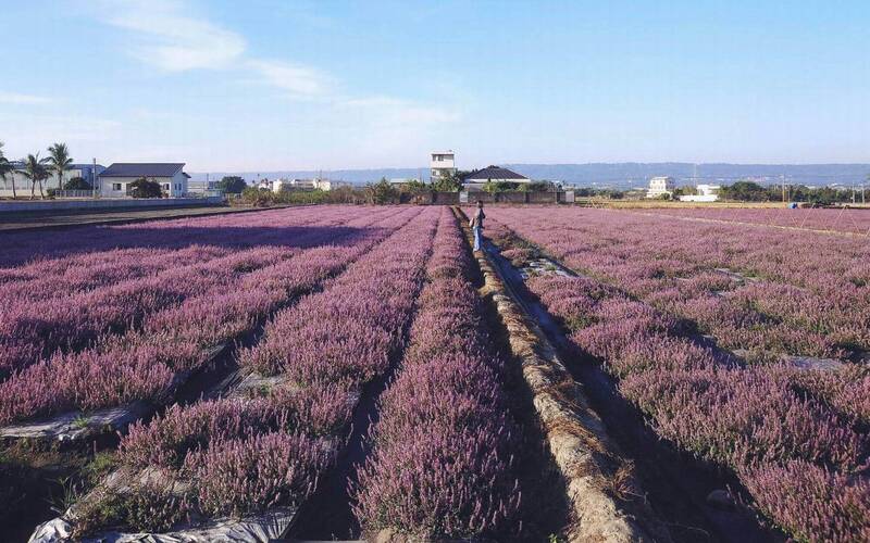 台版普羅旺斯！彰化芬園仙草花「紫爆」 5天吸3千人造訪