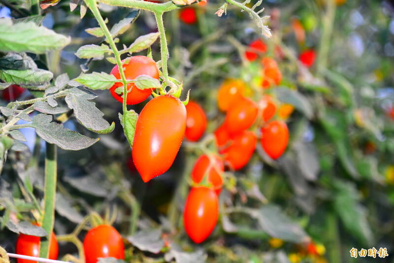 路竹區的番茄紅了，「2025路竹番茄節」12月13、14日將在路竹體育園區熱鬧登場。（記者蘇福男攝）