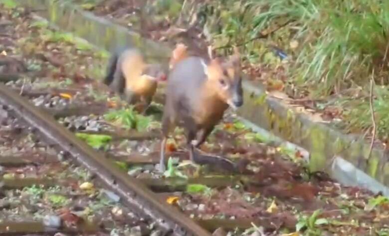 宜蘭太平山黃喉貂追捕體型大5倍山羌 獵殺場面超震撼