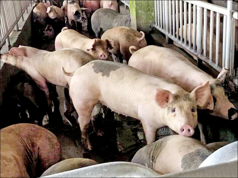 我明年2月21日申請重返非洲豬瘟非疫區/依WOAH規定免經專家審查 提交1年後若無疫情可再獲認證