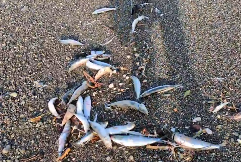 日本7.5強震前兆?震前海邊全是這動物屍體 詭異景象曝光